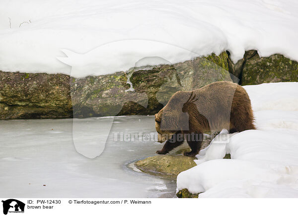 Europischer Braunbr / brown bear / PW-12430