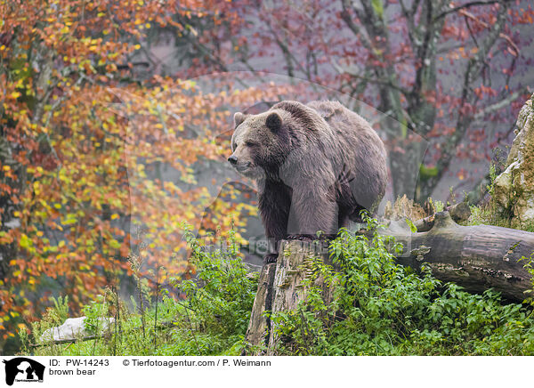 Europischer Braunbr / brown bear / PW-14243