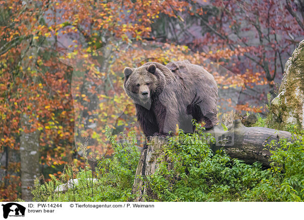 Europischer Braunbr / brown bear / PW-14244