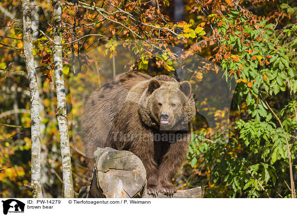 Europischer Braunbr / brown bear / PW-14279