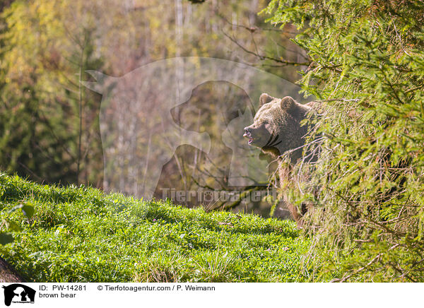 Europischer Braunbr / brown bear / PW-14281