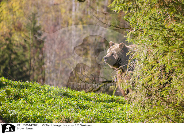 Europischer Braunbr / brown bear / PW-14282