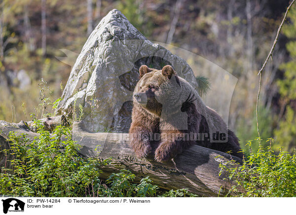 Europischer Braunbr / brown bear / PW-14284