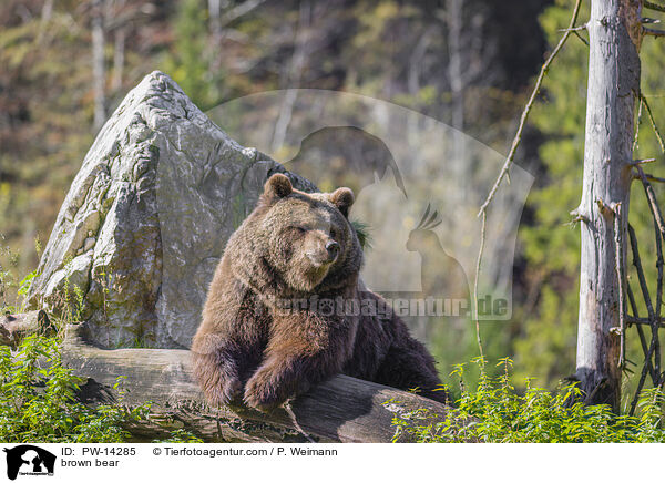 Europischer Braunbr / brown bear / PW-14285