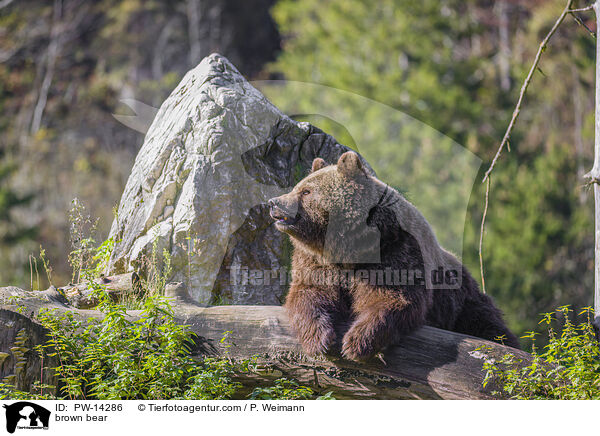 Europischer Braunbr / brown bear / PW-14286