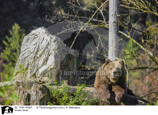 Europischer Braunbr / brown bear / PW-14287
