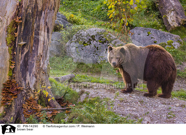 Europischer Braunbr / brown bear / PW-14290