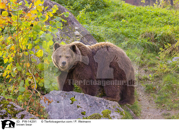 Europischer Braunbr / brown bear / PW-14291