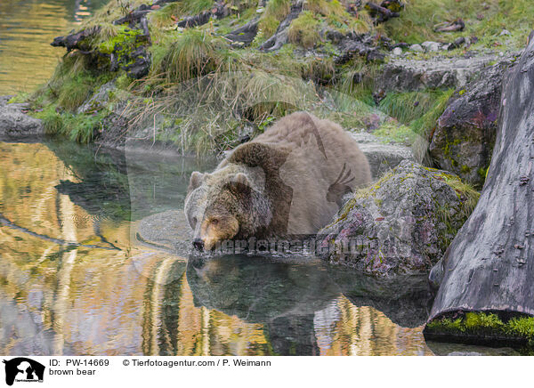 Europischer Braunbr / brown bear / PW-14669
