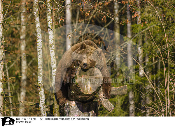 Europischer Braunbr / brown bear / PW-14675