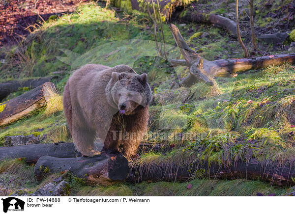 Europischer Braunbr / brown bear / PW-14688