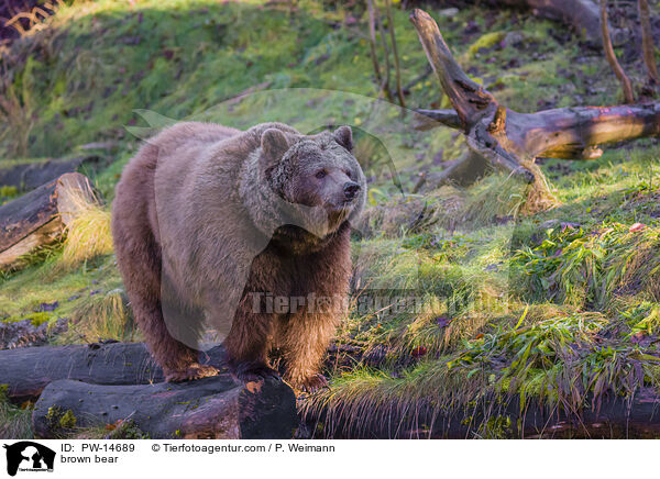 Europischer Braunbr / brown bear / PW-14689