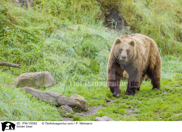 Europischer Braunbr / brown bear / PW-15082