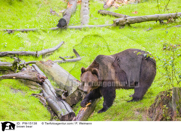 Europischer Braunbr / brown bear / PW-15138