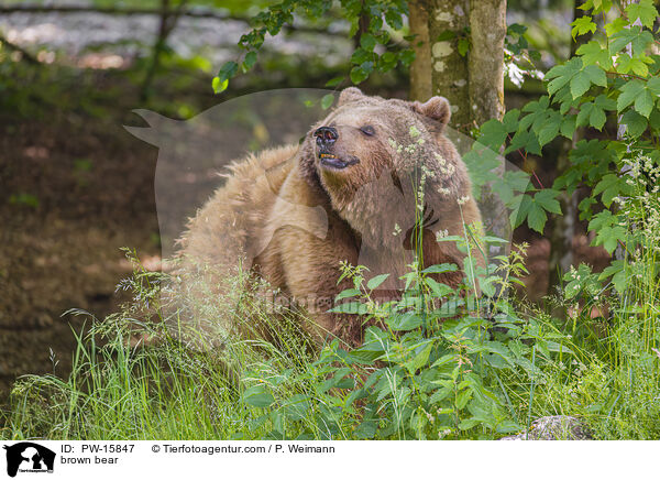 Europischer Braunbr / brown bear / PW-15847