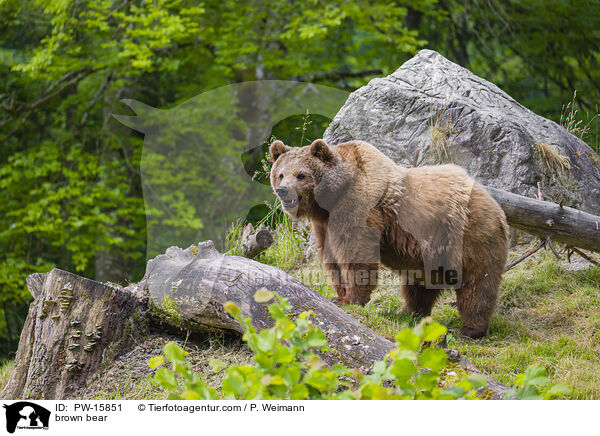 Europischer Braunbr / brown bear / PW-15851