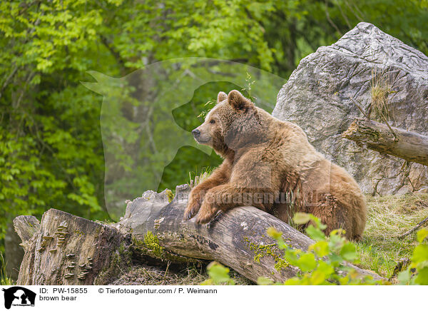 Europischer Braunbr / brown bear / PW-15855
