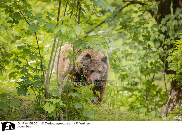 Europischer Braunbr / brown bear / PW-15856