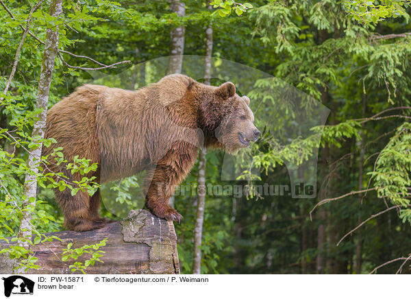 Europischer Braunbr / brown bear / PW-15871