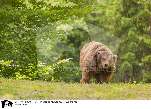 Europischer Braunbr / brown bear / PW-15880