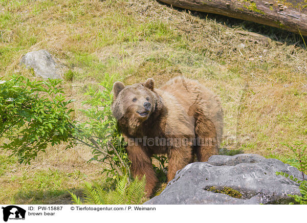 Europischer Braunbr / brown bear / PW-15887