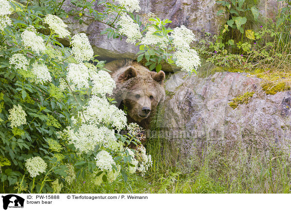 Europischer Braunbr / brown bear / PW-15888
