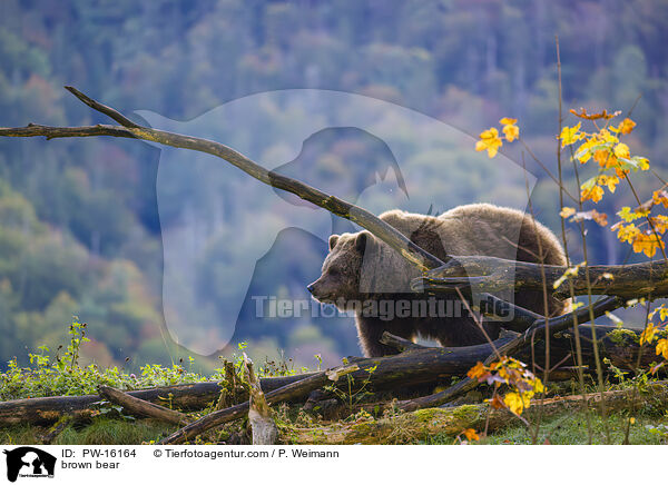 Europischer Braunbr / brown bear / PW-16164