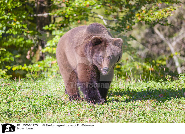 Europischer Braunbr / brown bear / PW-16175