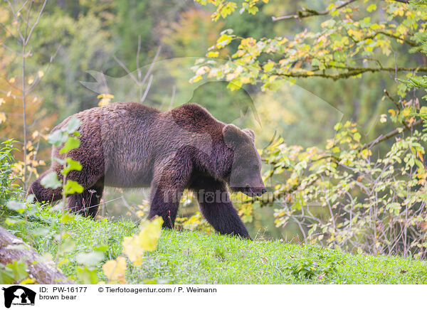 Europischer Braunbr / brown bear / PW-16177