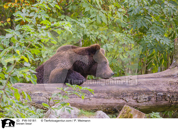 Europischer Braunbr / brown bear / PW-16181