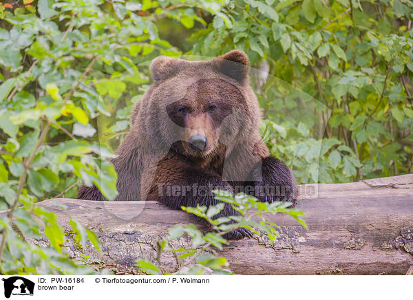 Europischer Braunbr / brown bear / PW-16184