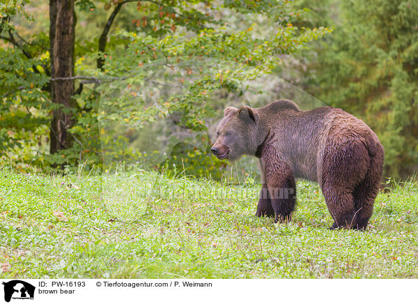 brown bear / PW-16193