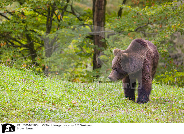 Europischer Braunbr / brown bear / PW-16195