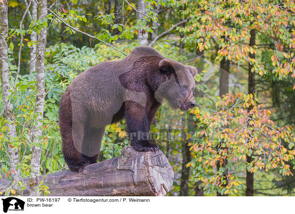 brown bear / PW-16197