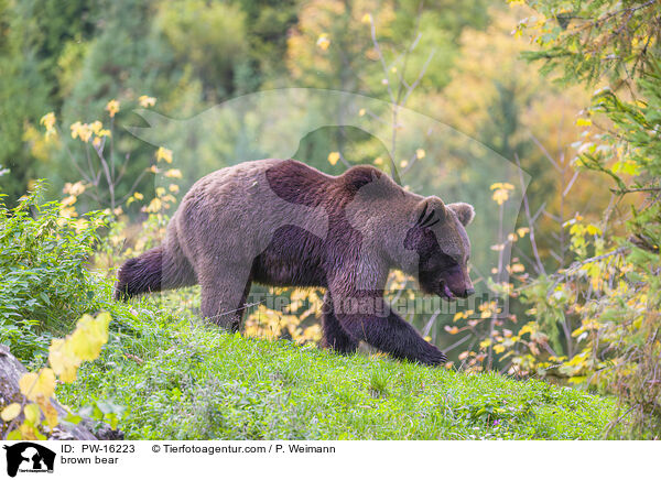 Europischer Braunbr / brown bear / PW-16223