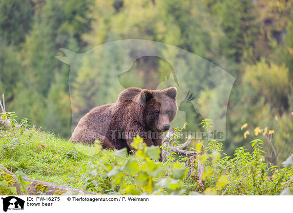 brown bear / PW-16275