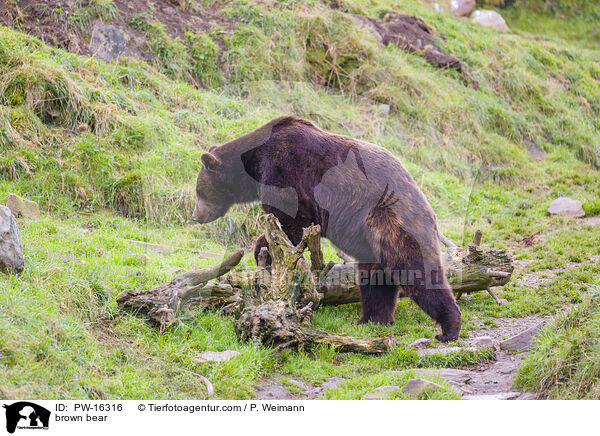 Europischer Braunbr / brown bear / PW-16316