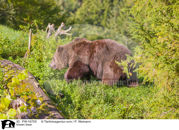 Europischer Braunbr / brown bear / PW-16755