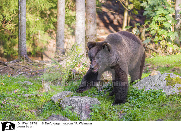 Europischer Braunbr / brown bear / PW-16778