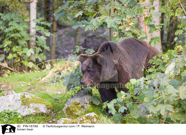 Europischer Braunbr / brown bear / PW-16788