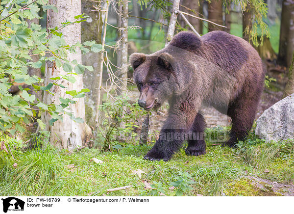Europischer Braunbr / brown bear / PW-16789