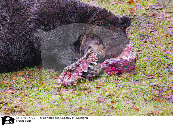 brown bear / PW-17778