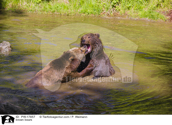 brown bears / PW-17857