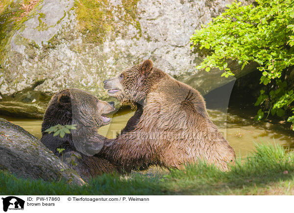 Europische Braunbren / brown bears / PW-17860