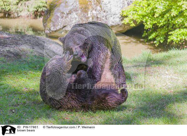 Europische Braunbren / brown bears / PW-17861