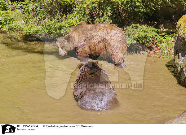 Europische Braunbren / brown bears / PW-17864