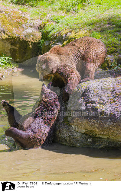 Europische Braunbren / brown bears / PW-17868