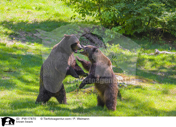 Europische Braunbren / brown bears / PW-17870