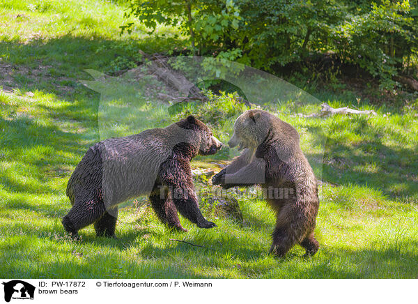 Europische Braunbren / brown bears / PW-17872