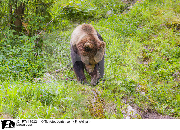 Europischer Braunbr / brown bear / PW-17922